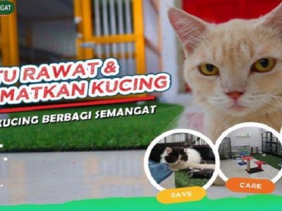 AYO BANTU! Kucing Terlantar dan Sakit